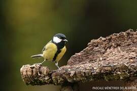 Great Tit