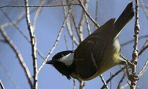 Great Tit