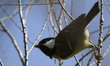 Mésange charbonnière