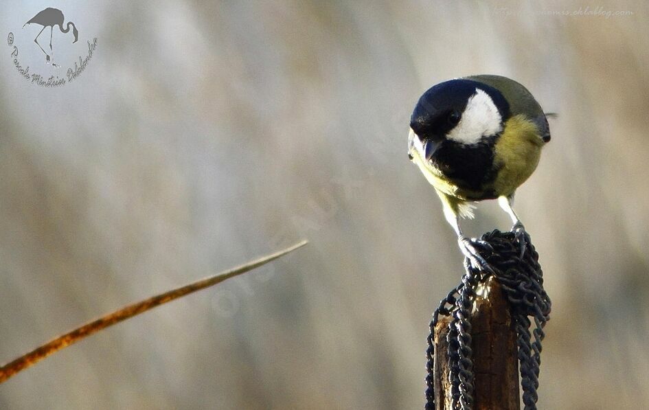 Great Tit