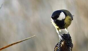 Great Tit