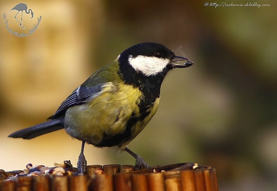 Mésange charbonnière