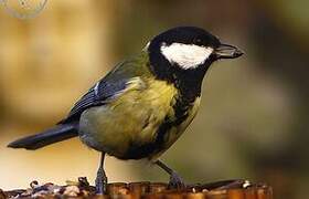 Great Tit