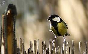 Great Tit