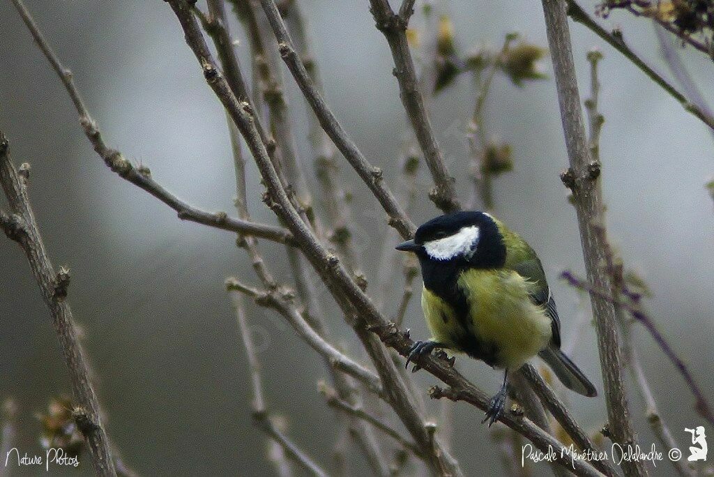 Great Tit