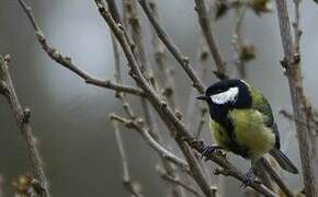 Great Tit