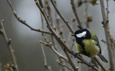 Mésange charbonnière