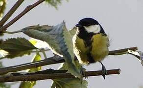 Great Tit