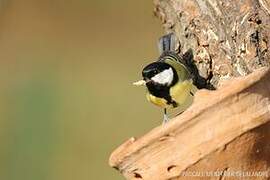 Great Tit