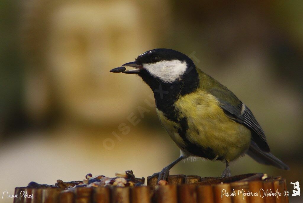 Great Tit