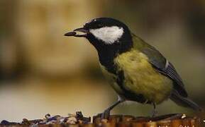 Great Tit