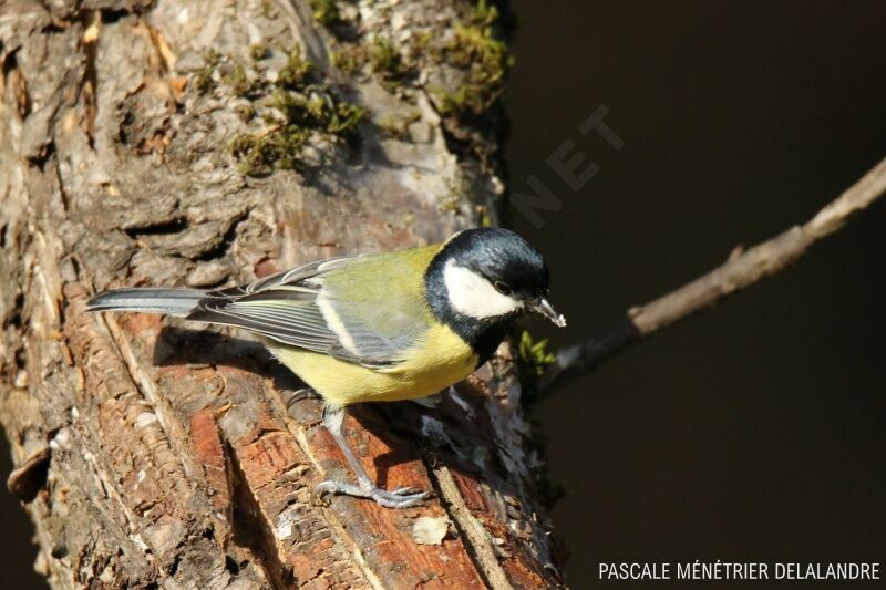 Great Tit