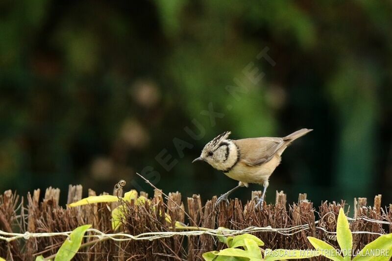 Mésange huppée