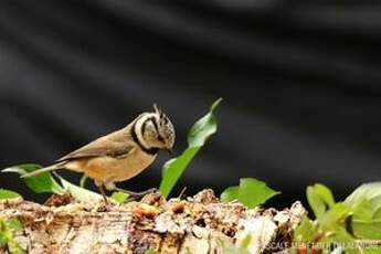 Mésange huppée