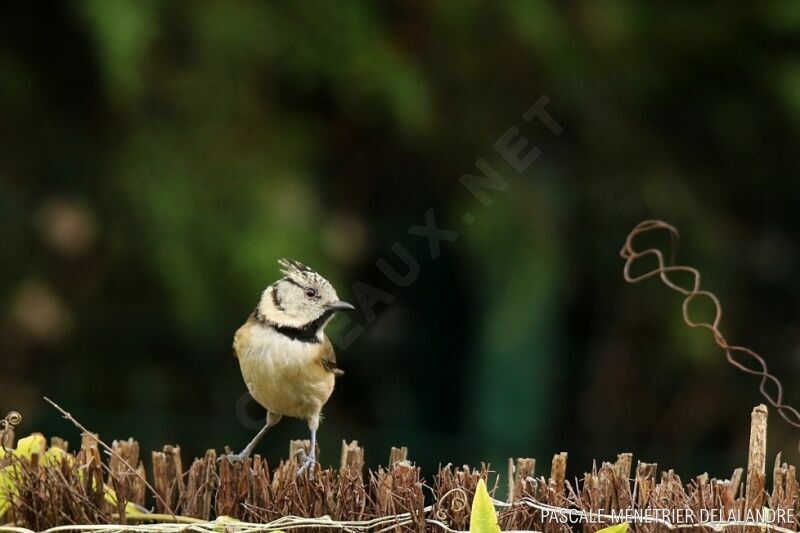 European Crested Tit