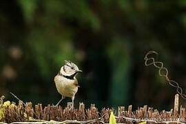 European Crested Tit