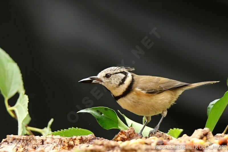 European Crested Tit