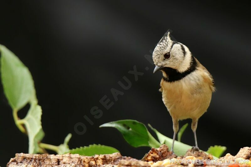 European Crested Tit