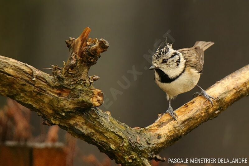 Crested Tit