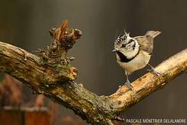 European Crested Tit