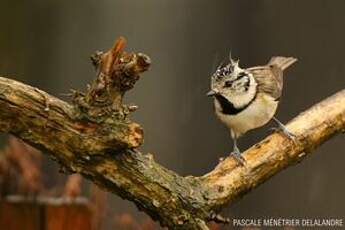 Mésange huppée