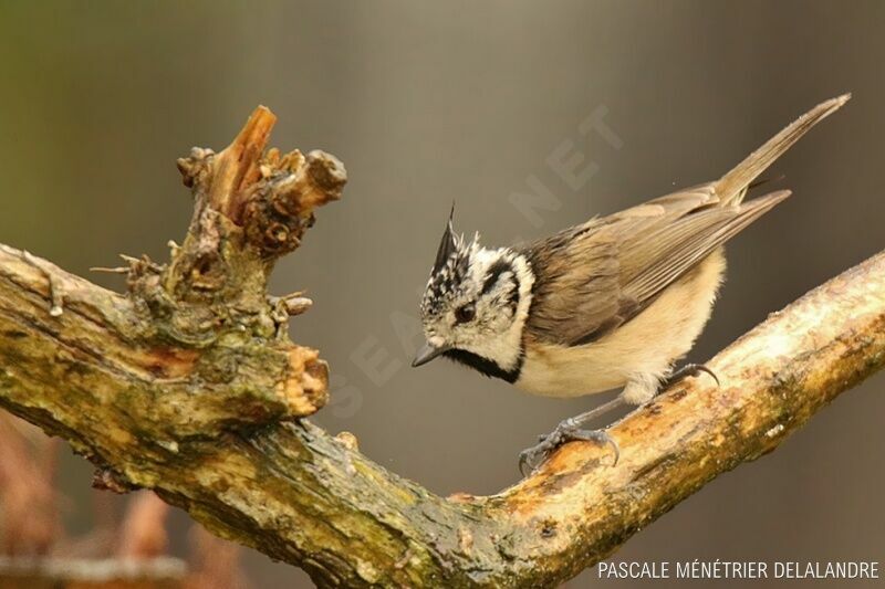 Mésange huppée