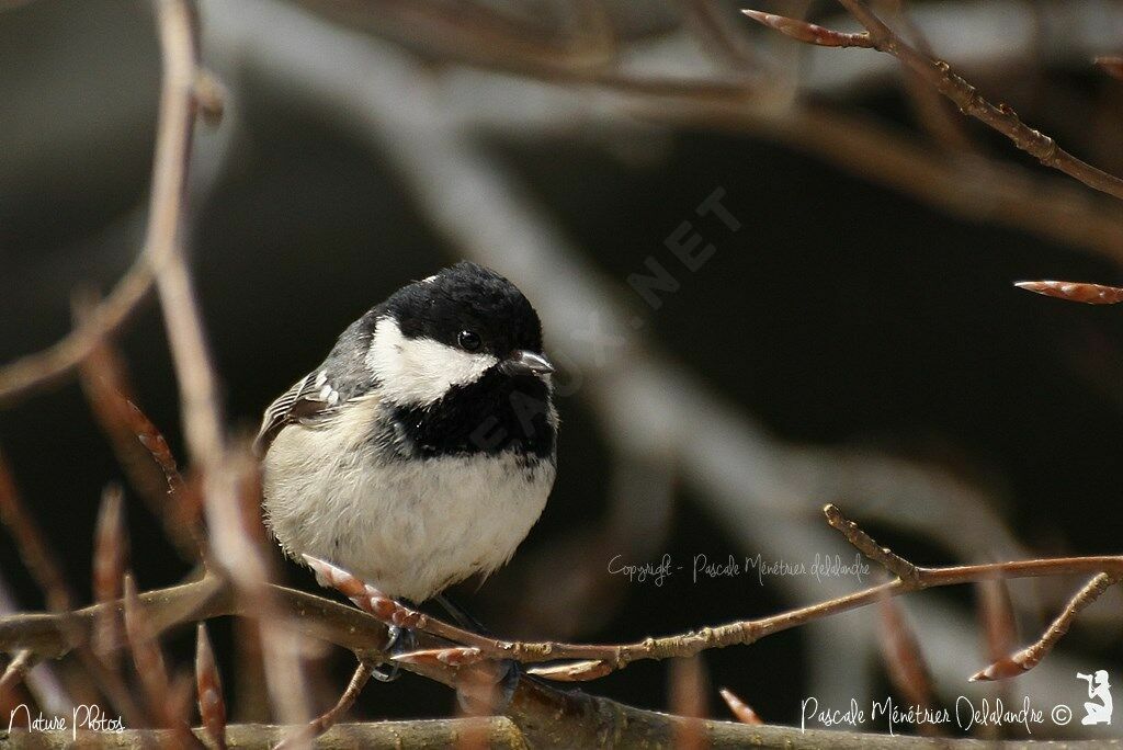 Coal Tit