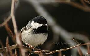 Coal Tit