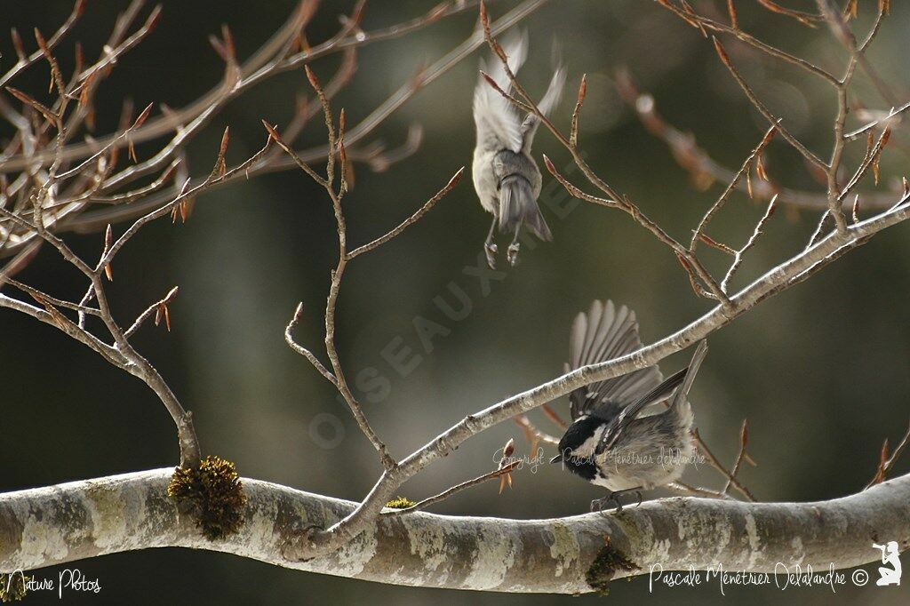 Coal Tit