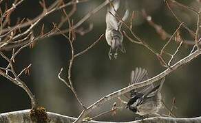 Coal Tit