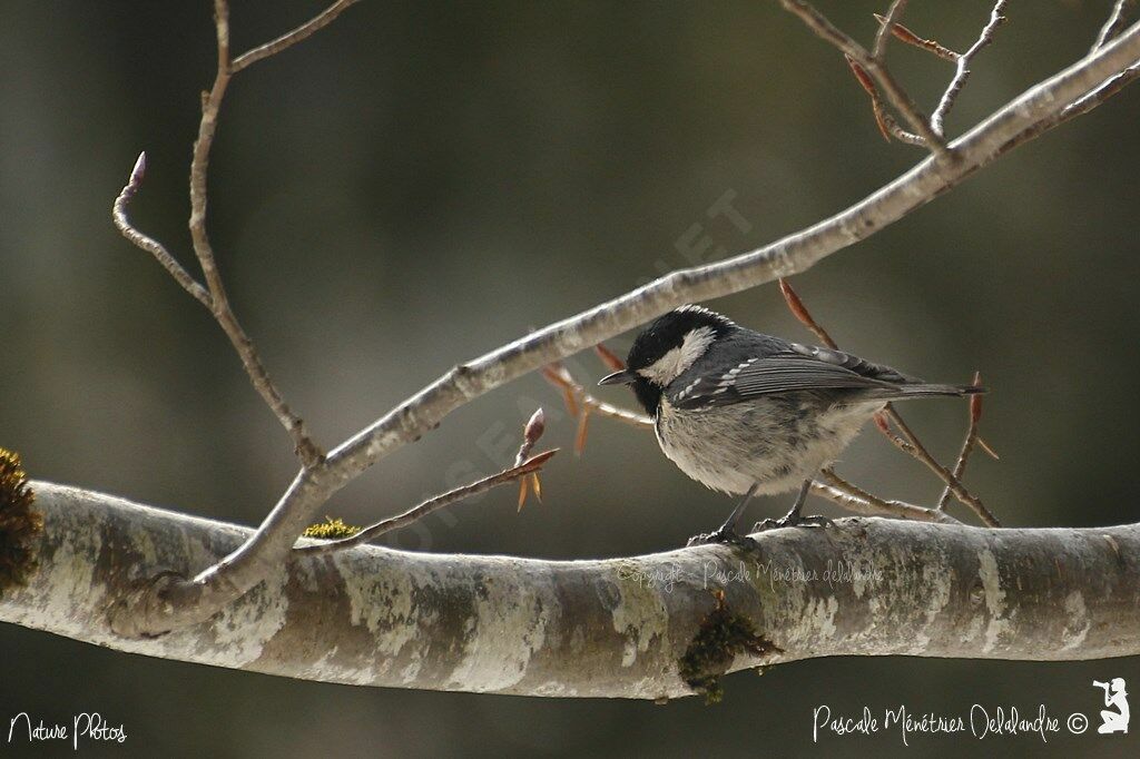 Coal Tit