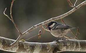 Coal Tit