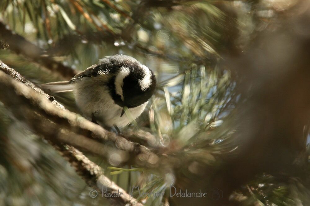 Coal Tit