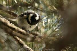 Coal Tit