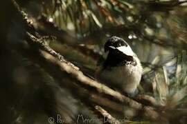 Coal Tit