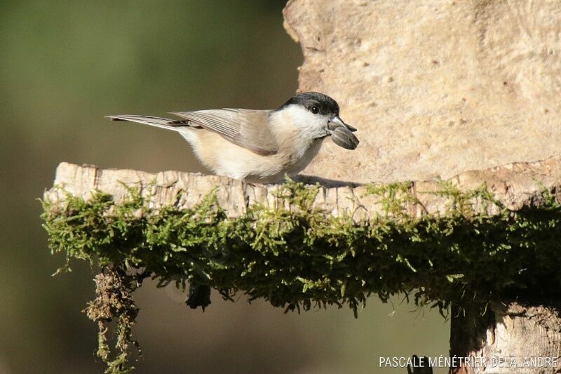 Mésange nonnetteadulte