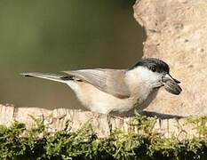 Marsh Tit