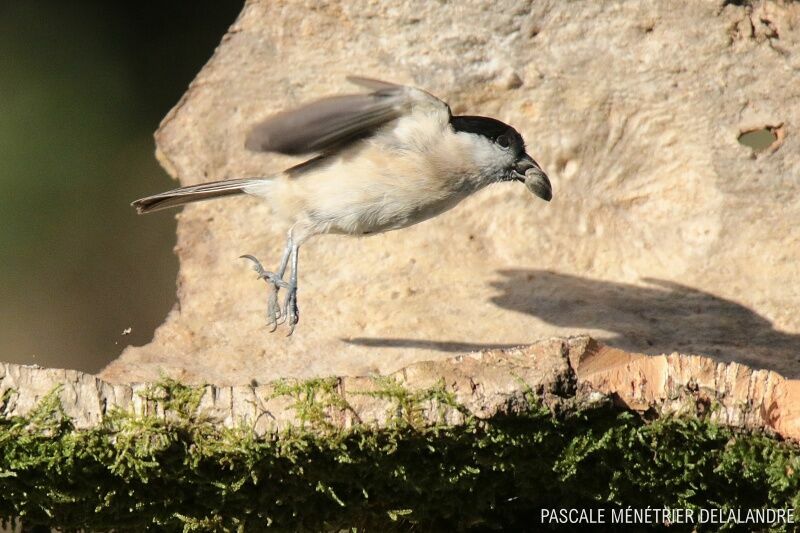 Mésange nonnetteadulte