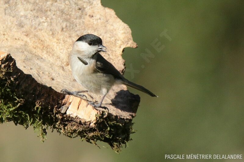 Mésange nonnetteadulte