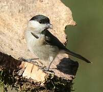 Marsh Tit