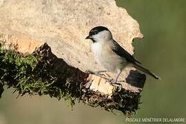 Marsh Tit