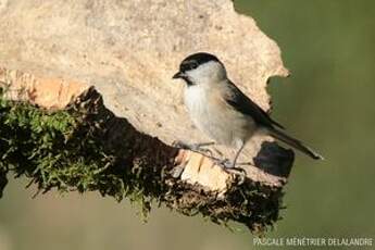 Mésange nonnette