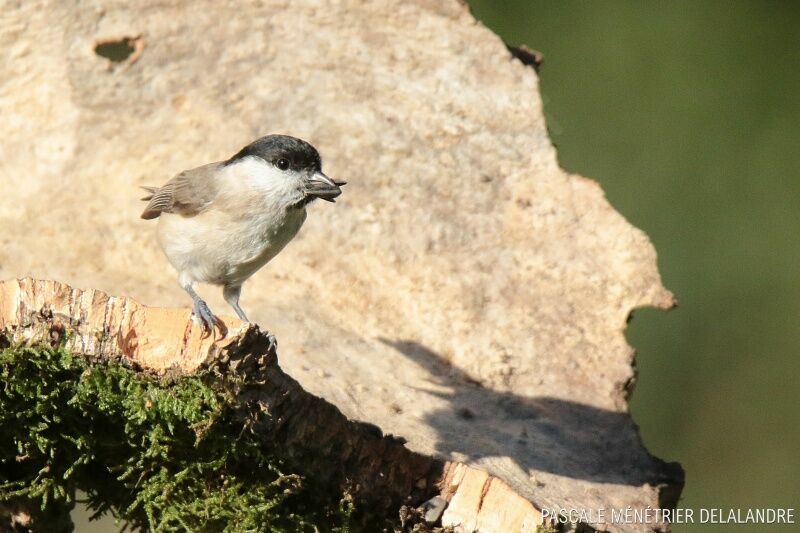 Marsh Titadult