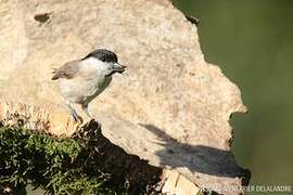 Marsh Tit