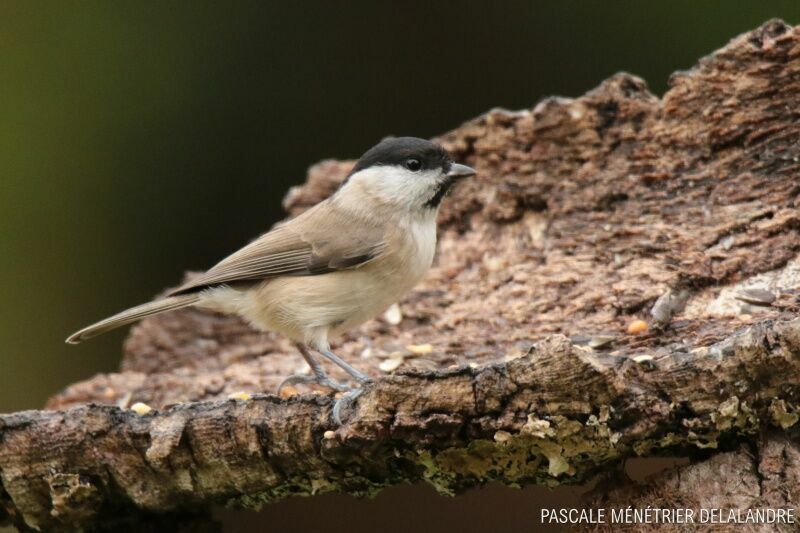 Mésange nonnetteadulte