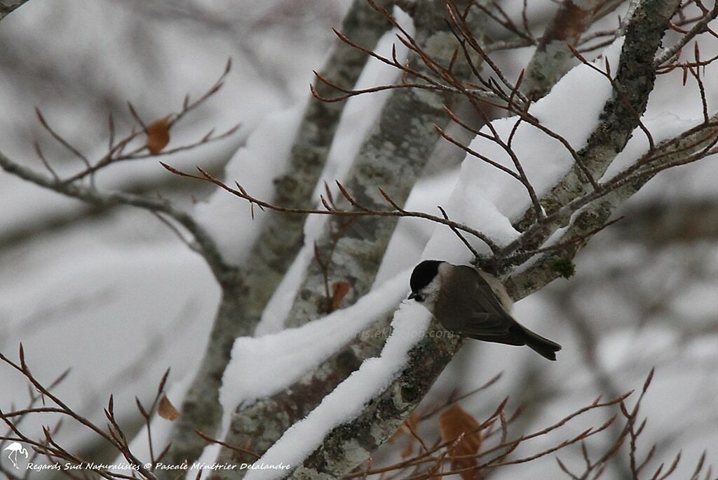 Marsh Tit