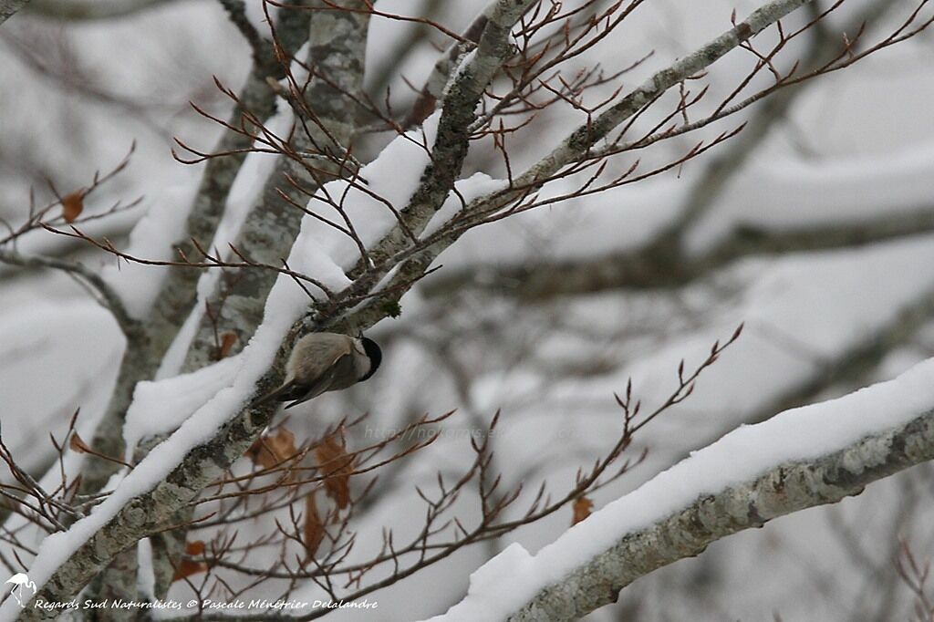 Marsh Tit