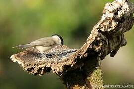 Marsh Tit