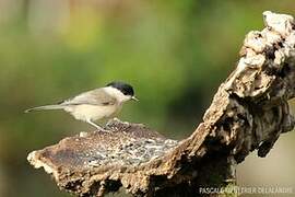 Marsh Tit