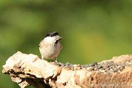 Marsh Tit